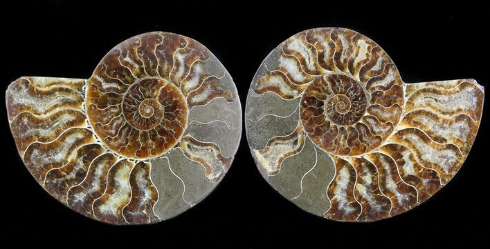 Sliced Fossil Ammonite Pair - Agatized #45498